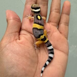 IMG_1166 jual gecko giant emerine cross poss super giant incub jantan baby