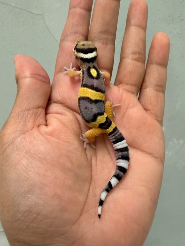 IMG_1166 jual gecko giant emerine cross poss super giant incub jantan baby