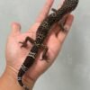 IMG_1172 (1) jual gecko mack snow black night betina indukan