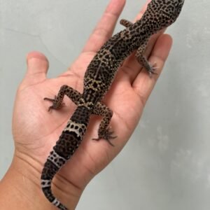 IMG_1172 (1) jual gecko mack snow black night betina indukan