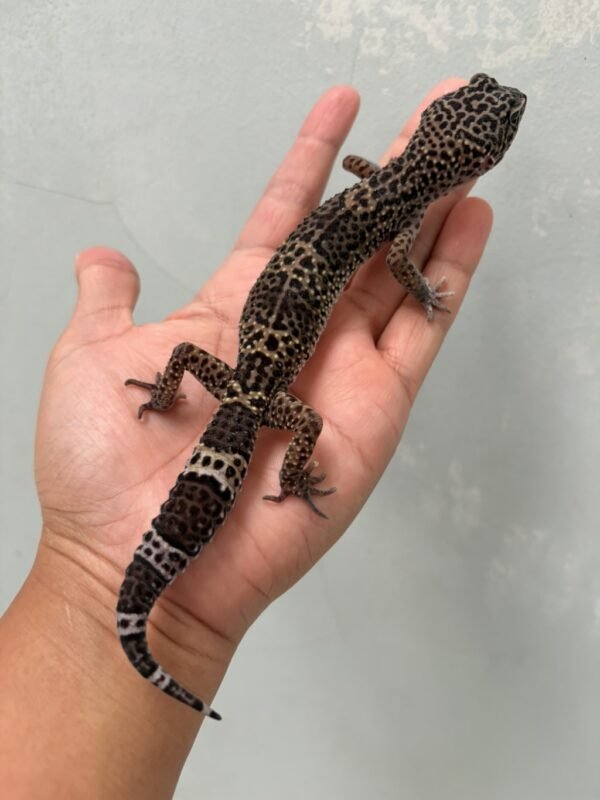 IMG_1172 (1) jual gecko mack snow black night betina indukan