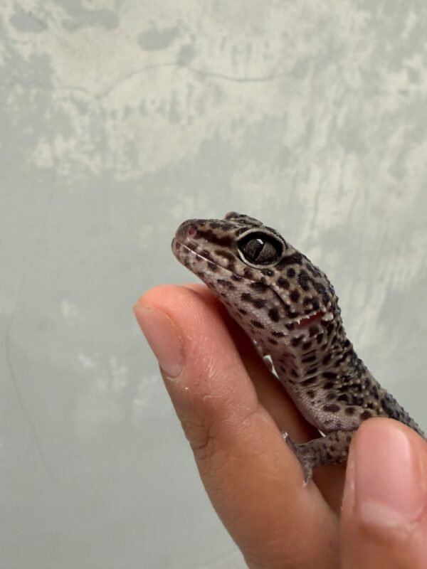 IMG_1173 (1) mata gecko mack snow black night