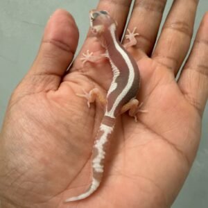 IMG_1178 (1) jual leopard gecko mack snow tremper bold stripe incub betina baby