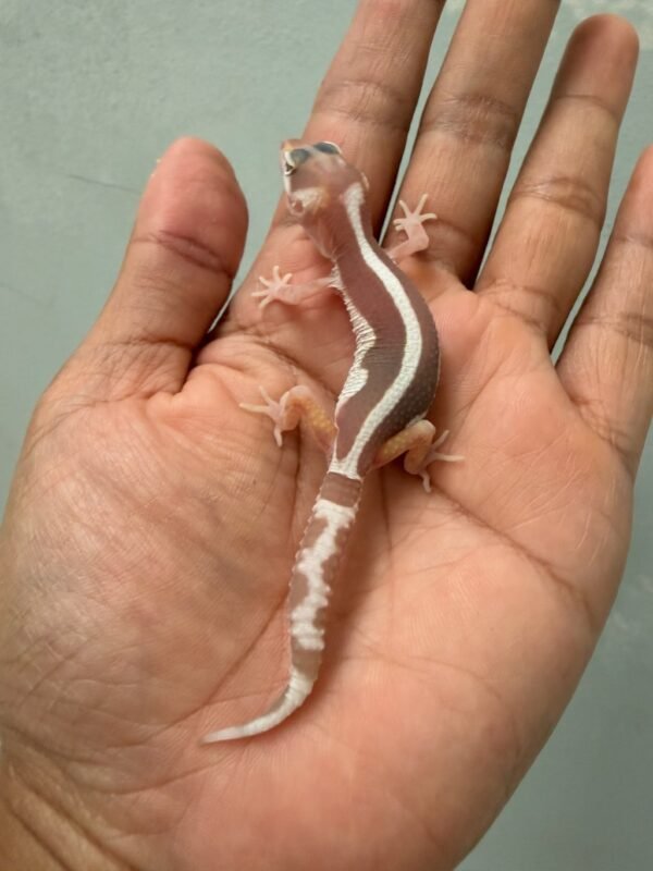 IMG_1178 (1) jual leopard gecko mack snow tremper bold stripe incub betina baby