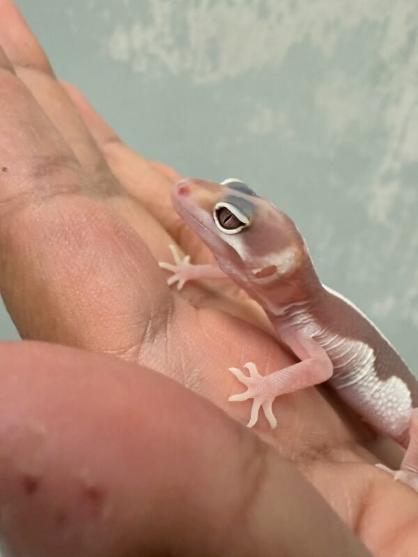 IMG_1179 (1) Mack Snow Tremper Bold Stripe - incub Betina - R261264
