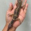 IMG_1181 (1) jual gecko black night betina indukan murah