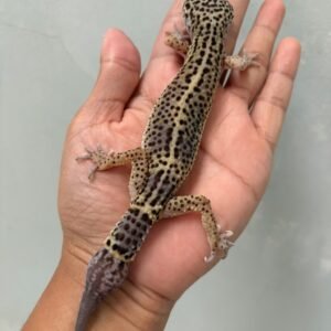IMG_1181 (1) jual gecko black night betina indukan murah