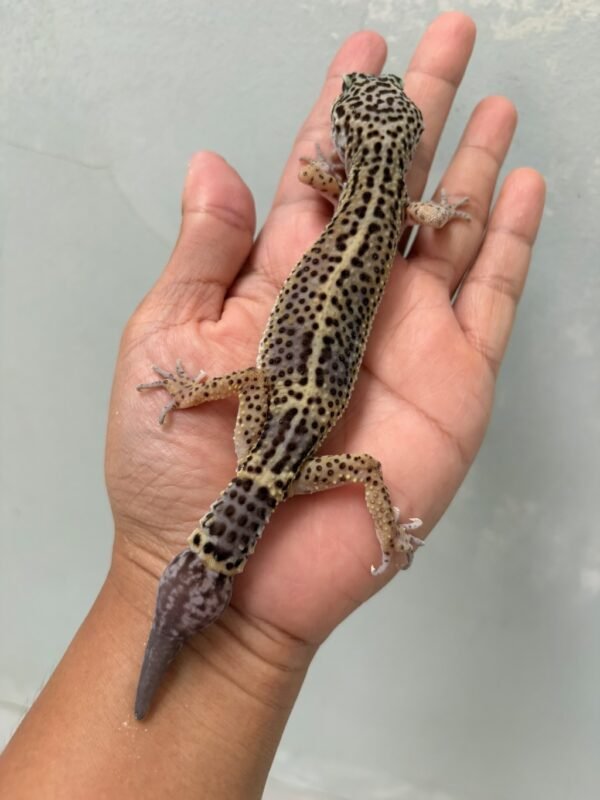 IMG_1181 (1) jual gecko black night betina indukan murah