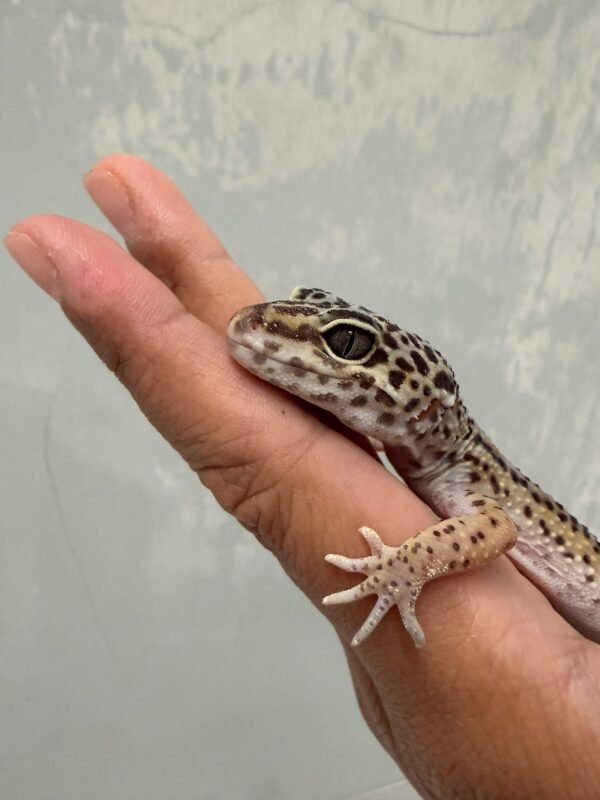 IMG_1182 (1) mata gecko black night