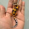 IMG_1187 (1) jual gecko tangerine bold jungle incub jantan baby