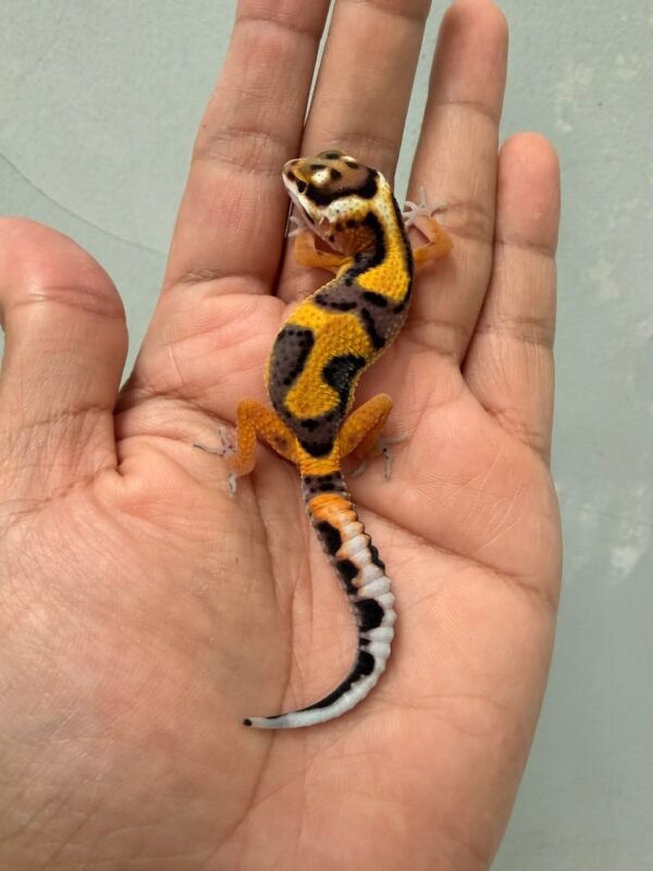 IMG_1187 (1) jual gecko tangerine bold jungle incub jantan baby