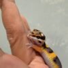 IMG_1188 (1) Tangerine Bold Jungle het Tremper - incub Jantan - R261253 - NICE COLOR