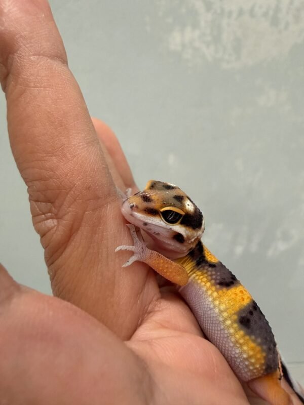 IMG_1188 (1) Tangerine Bold Jungle het Tremper - incub Jantan - R261253 - NICE COLOR
