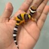jual gecko tangerine poss giant incub jantan baby