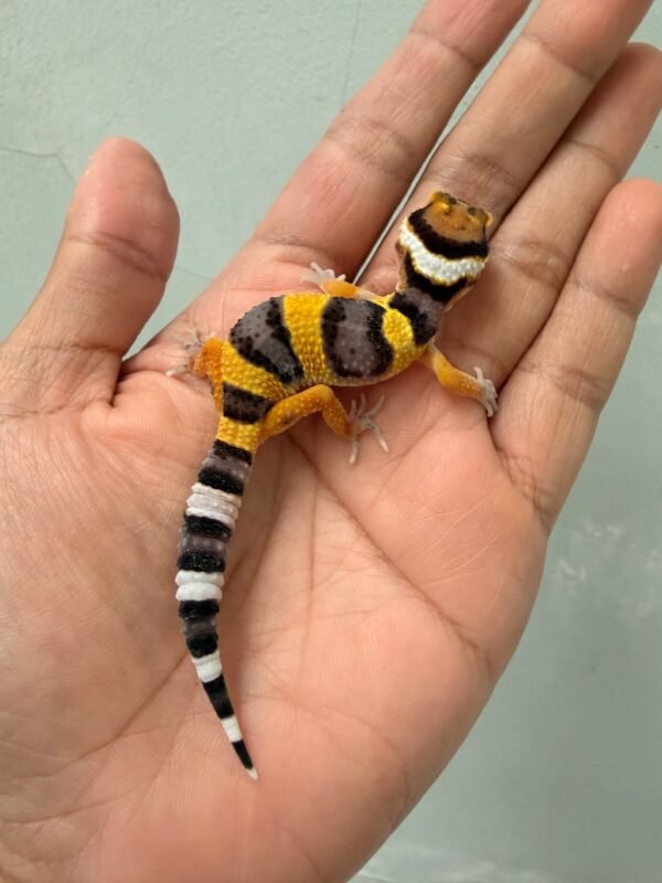 jual gecko tangerine poss giant incub jantan baby
