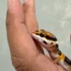 mata gecko tangerine poss giant