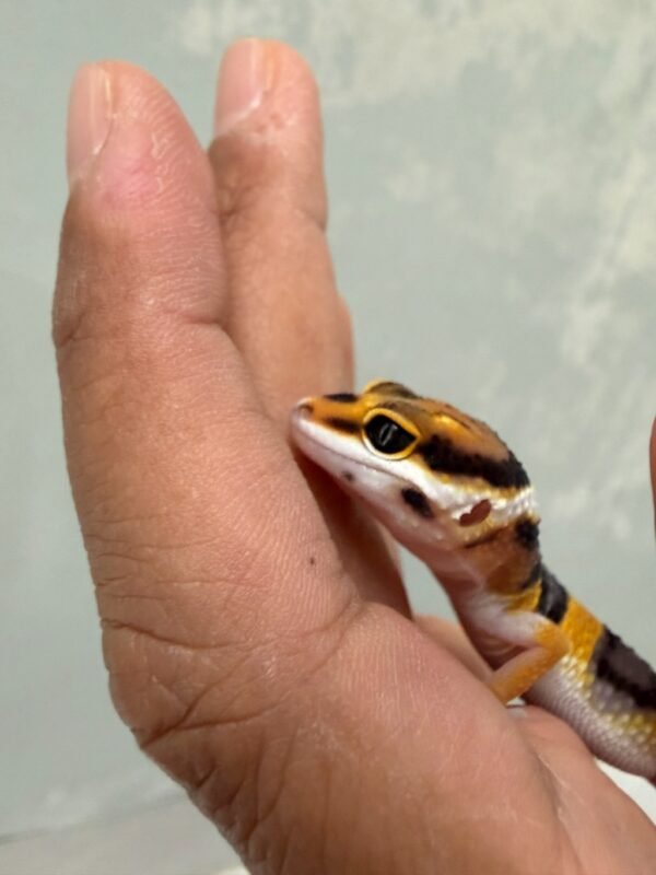 mata gecko tangerine poss giant