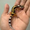 IMG_1211 jual gecko tangerine bold stripe incub jantan big body