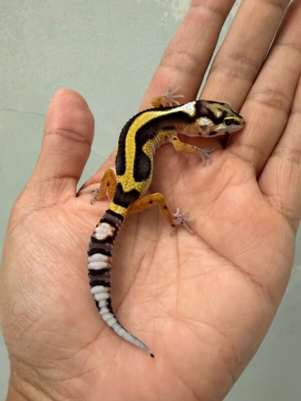 IMG_1211 jual gecko tangerine bold stripe incub jantan big body