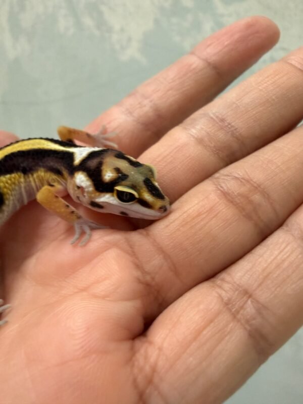 IMG_1212 mata gecko bold stripe