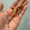 IMG_1214 (1) jual gecko tremper lavender baby