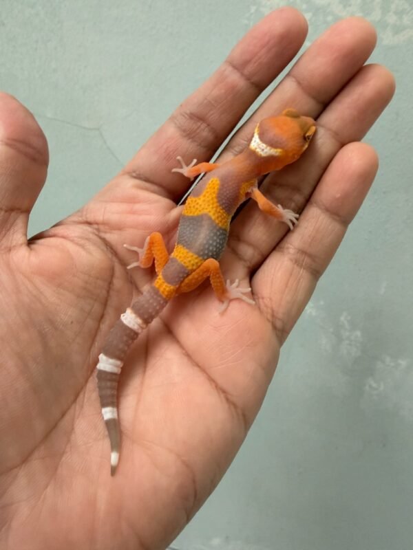 IMG_1214 (1) jual gecko tremper lavender baby