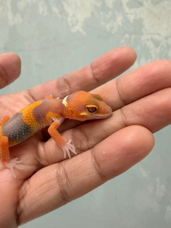 IMG_1215 (1) Tremper Lavender - incub Betina - R261228