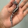 IMG_1223 jual gecko mack snow stripe angramainyu cross baby