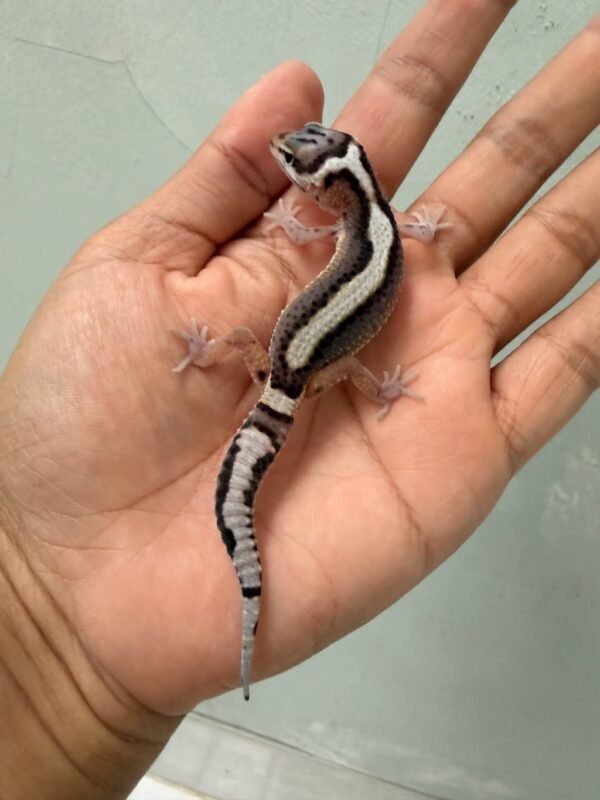 IMG_1223 jual gecko mack snow stripe angramainyu cross baby
