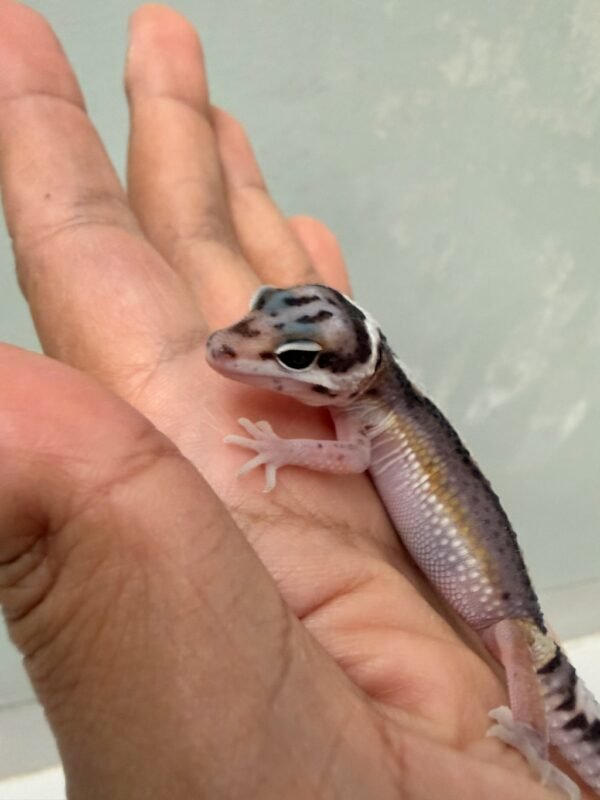 IMG_1224 Mack Snow Stripe Angramainyu Cross - incub Male - R261243 - SUPER RARE