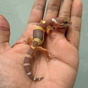IMG_1226 gecko chocolate het raptor baby