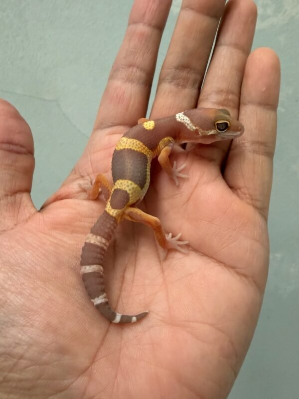 IMG_1226 gecko chocolate het raptor baby
