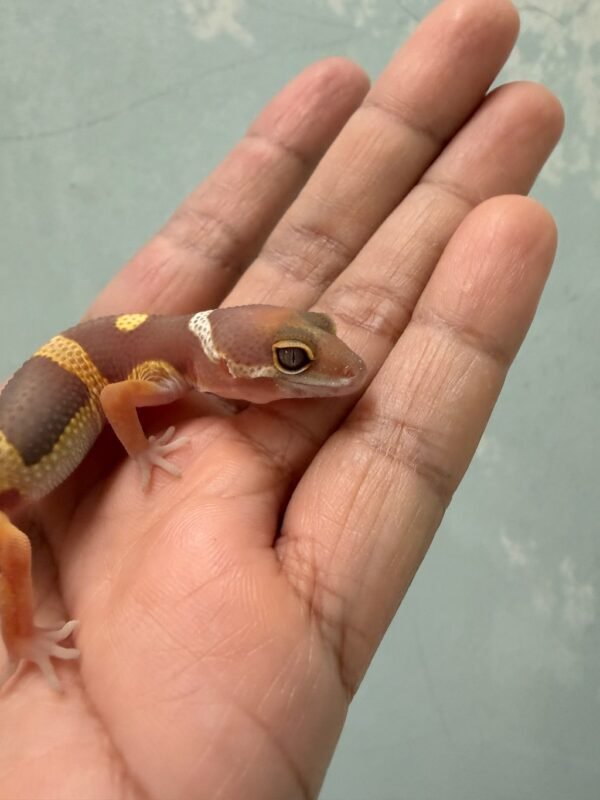 IMG_1227 Chocolate het RAPTOR - incub Betina - R261201