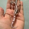 IMG_1232 jual gecko mack snow tremper bold stripe baby