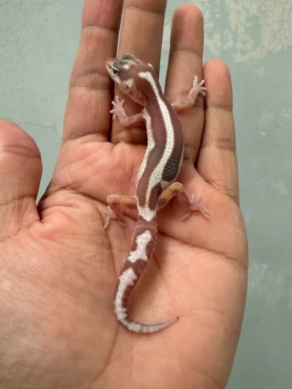 IMG_1232 jual gecko mack snow tremper bold stripe baby