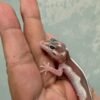 IMG_1233 Mack Snow Tremper Bold Stripe - incub Jantan - R261246