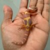 IMG_1235 jual gecko tangerine chocolate baby