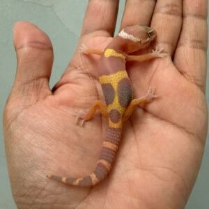 IMG_1235 jual gecko tangerine chocolate baby