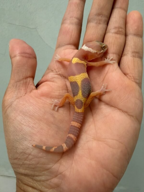 IMG_1235 jual gecko tangerine chocolate baby