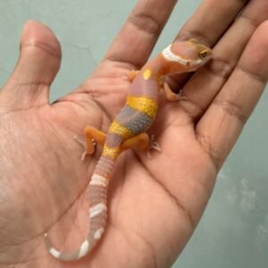 IMG_1238 jual gecko tangerine albino black night cross baby murah