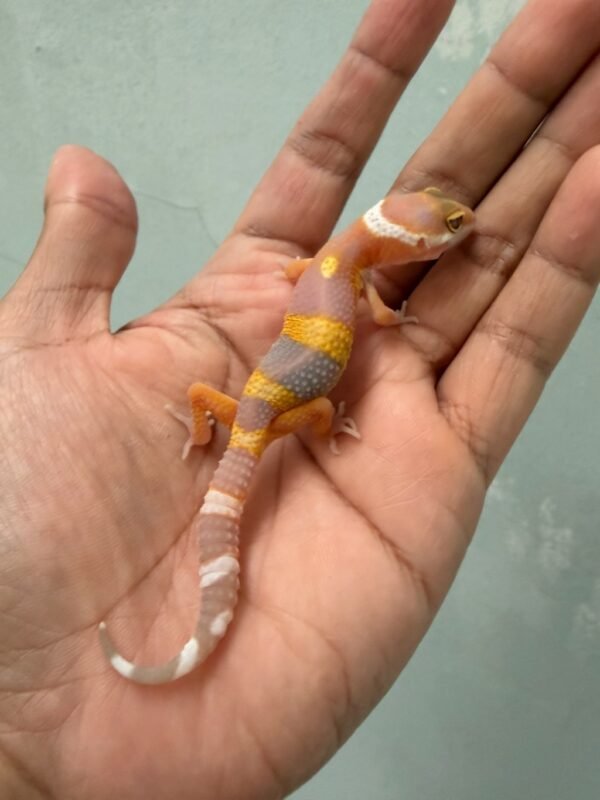 IMG_1238 jual gecko tangerine albino black night cross baby murah