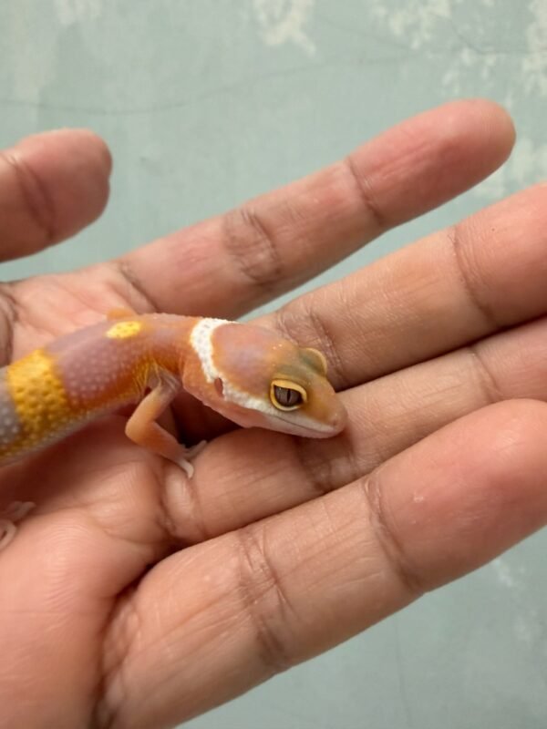 IMG_1239 Tangerine Albino Black Night Cross - incub Jantan - R261191