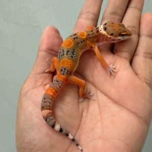 IMG_1241 jual gecko fire emerine cross betina