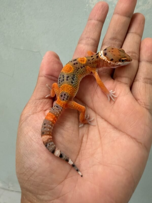 IMG_1241 jual gecko fire emerine cross betina