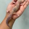 jual gecko black night mack snow raptor