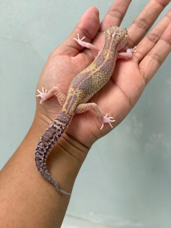 jual gecko black night mack snow raptor