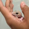 mata gecko black night mack snow raptor