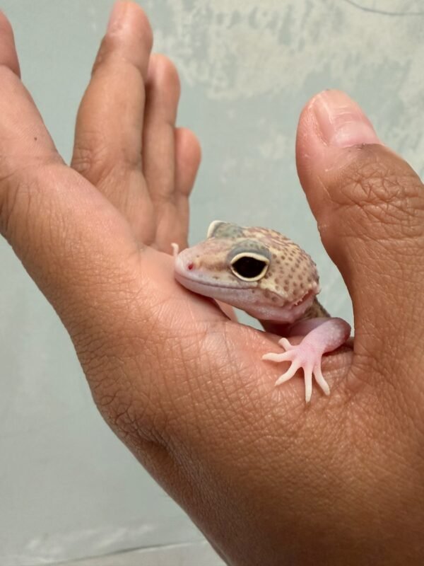 mata gecko black night mack snow raptor