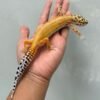 jual gecko patty stripe betina ovulasi siap kawin