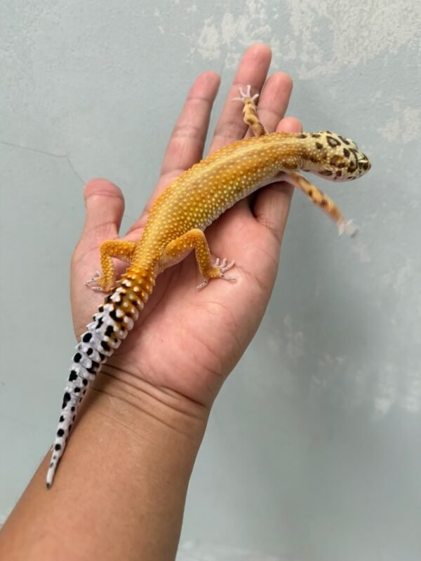 jual gecko patty stripe betina ovulasi siap kawin